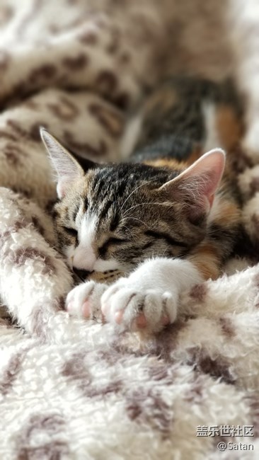 Note8随手拍家里小野猫