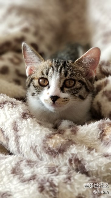 Note8随手拍家里小野猫