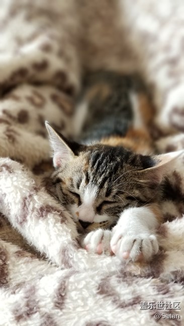 Note8随手拍家里小野猫