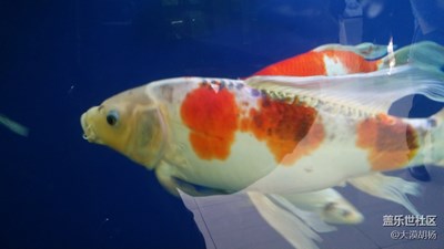 锦鲤