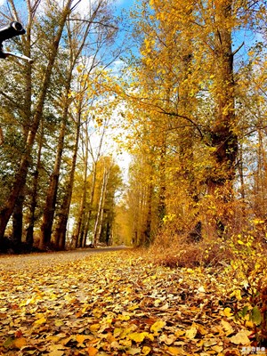 秋季秋叶秋草黄