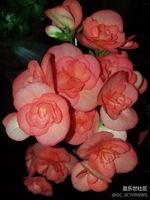 美丽的花朵