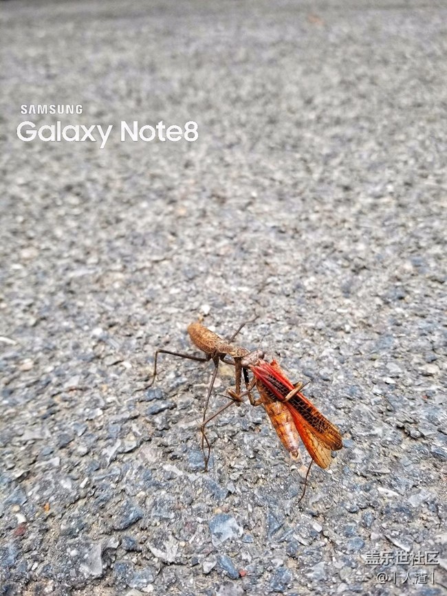 Note8随拍。