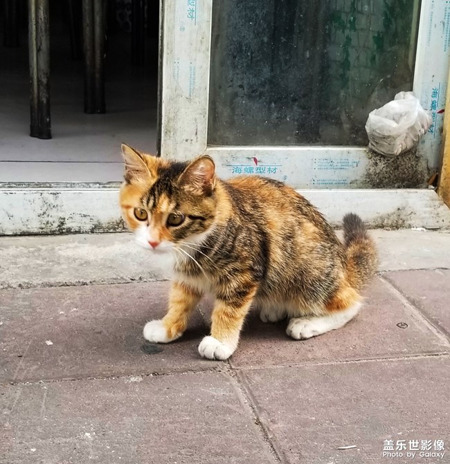 绝不看镜头的猫