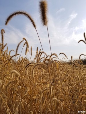 note8随手拍
