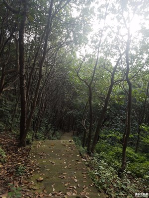 寂静的山林