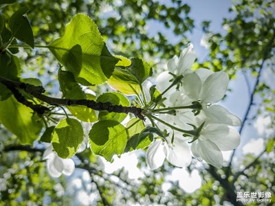 拍才知道+那些花儿