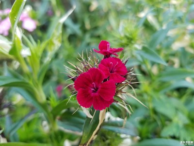 拍才知道+花儿如此美丽