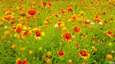 路边的野花......预备，唱