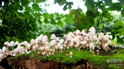 树桩