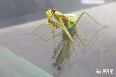 昆虫世界的堂•吉柯德。