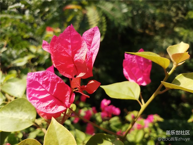 三星中国特供机C8——中端机的新选择