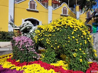 菊花