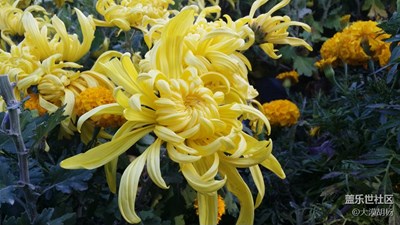 傲霜秋菊
