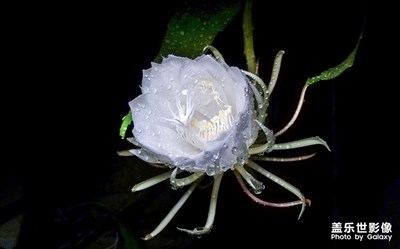 拍才知道+昙花一现