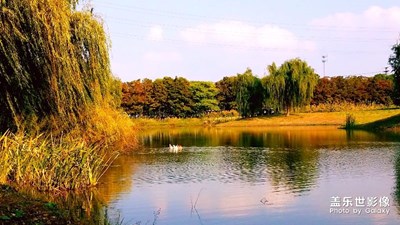 城市中的湿地公园