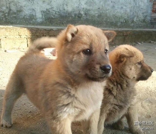 有人还记得9000岁吗？用它拍的小狗