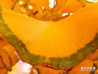 银杏树