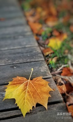 秋叶静美