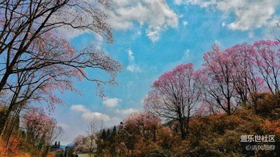 美景约你一起看   漫山飞红辛夷花