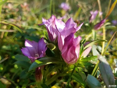 龙胆草花