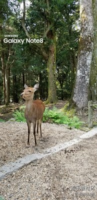 奈良小鹿