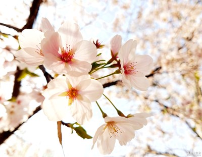 拍才知道+花的世界