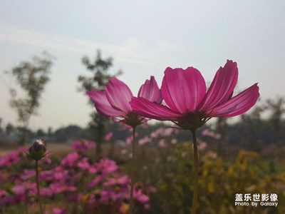 格桑花