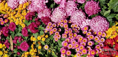 菊花节