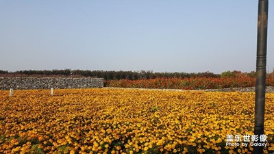 《我眼中的十一月》+花儿依旧