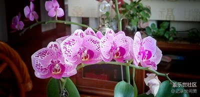 入手蝴蝶兰，一花一世界。