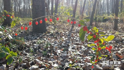 拍才知道+小枸杞