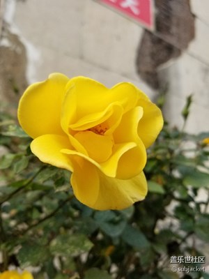 月季