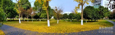 《拾忆》+银杏叶落满地黄