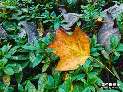 冬天来了，树叶飘落。