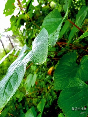 雨后