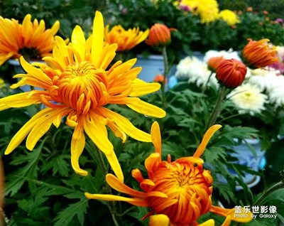 柿子红时，菊花艳!