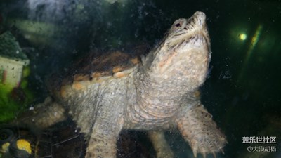 同事养的小龟