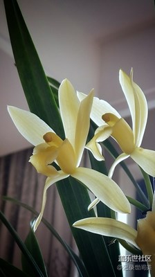 《抬忆》+花中真君子，风姿寄高雅。