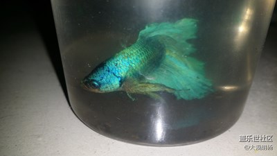 斗鱼