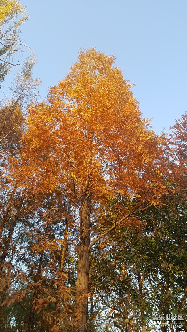 寒冬也可以如此美丽。