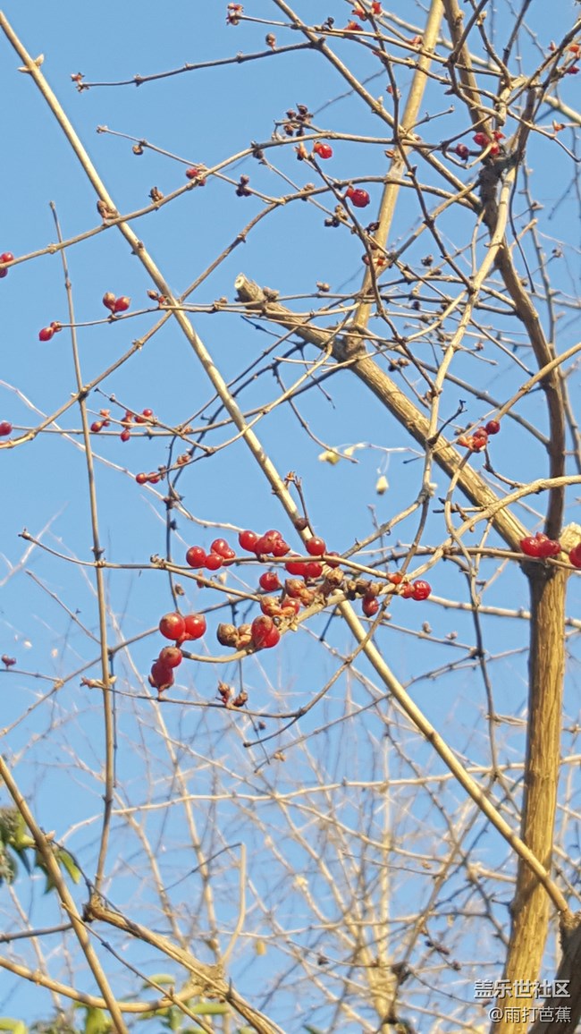 寒冬也可以如此美丽。