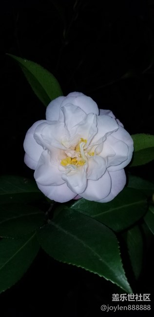 感觉夜拍不如之前的7姨，噪点太多