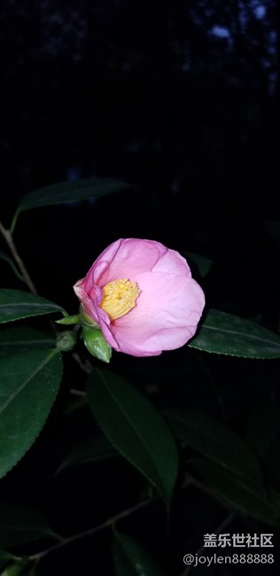 感觉夜拍不如之前的7姨，噪点太多