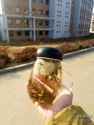 我的小茶杯