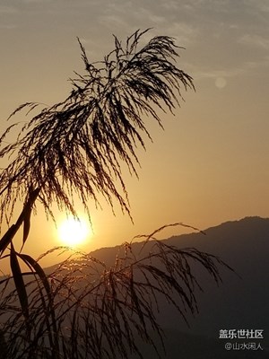 芦花思夕阳
