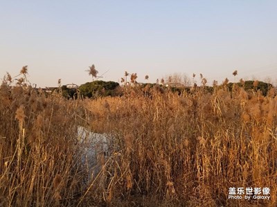 【不一样的冬  不一样的南北】+夕阳芦苇