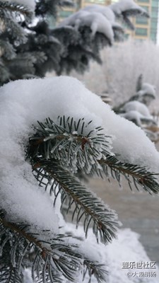 近距离发现雪之美