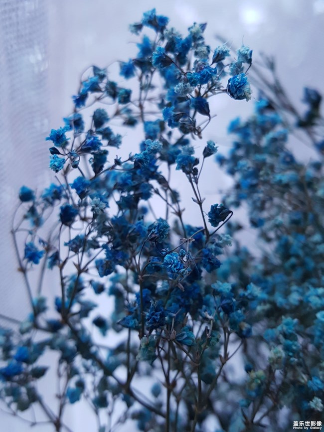 SAMSUNG GALAXY S8+完美摄影 SAMSUNG GALAXY S8+完美摄影