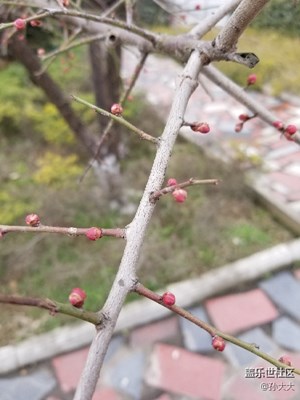 花骨朵越来越大了